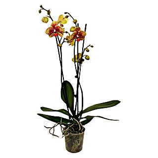 Piardino Orquídea mariposa (Phalaenopsis Hybride Beesting, Tamaño de maceta: 12 cm, Bicolor, Número de brotes: 2 ud., En posición vertical)