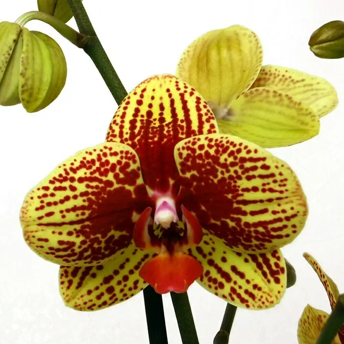 Piardino Orquídea mariposa - Phalaenopsis Hybride Beesting, Tamaño de maceta: 12 cm, Bicolor, Número de brotes: 2 ud., En posición vertical - Primer plano de una orquídea amarilla y roja, mostrando sus intrincados patrones y delicados detalles, resaltando su belleza.