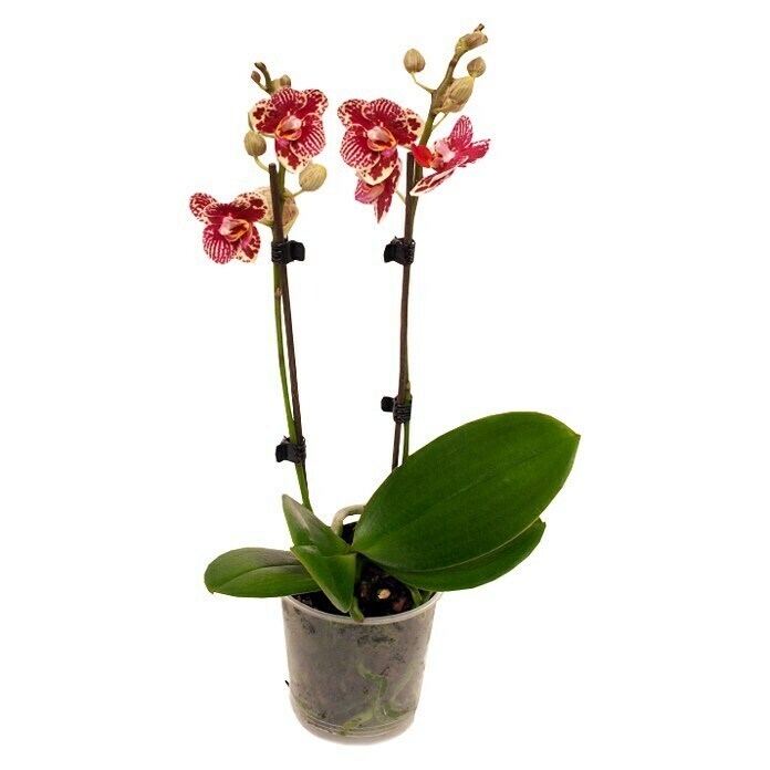 Piardino Orquídea mariposa (Phalaenopsis Hybride Anastasia, Tamaño de maceta: 12 cm, 2 colores)