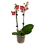 Piardino Orquídea mariposa (Phalaenopsis Hybride Anastasia, Tamaño de maceta: 12 cm, 2 colores)