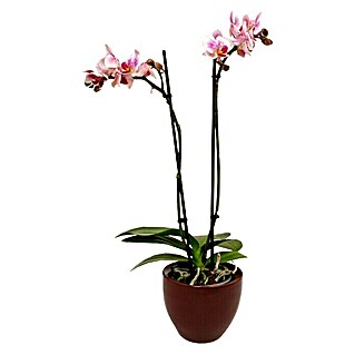 Piardino Orquídea mariposa (Phalaenopsis Hybride, Tamaño de maceta: 11 cm, Rosa oscuro, Número de brotes: 2 ud., En posición vertical)