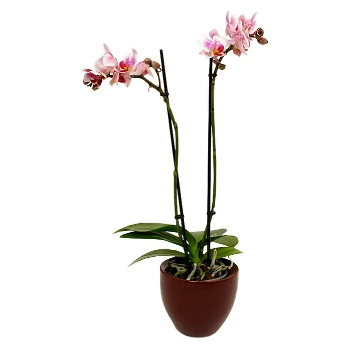 Piardino Orquídea mariposa - Phalaenopsis Hybride, Tamaño de maceta: 11 cm, Rosa oscuro, Número de brotes: 2 ud., En posición vertical - Bonita orquídea rosa en una maceta marrón. El arreglo floral crea un ambiente tranquilo y elegante en cualquier habitación.