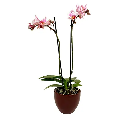 Piardino Orquídea mariposa