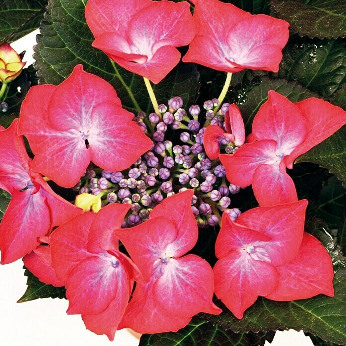 Piardino BauernhortensieHydrangea macrophylla, Topfgröße: 10 cm, Rot Detail Shot