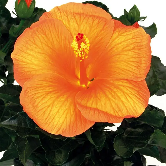 Piardino Garteneibisch - Hibiscus sinensis, Topfgröße: 13 cm, Orange - Nahaufnahme einer leuchtend orangefarbenen Hibiskusblüte mit grünen Blättern und Knospen.