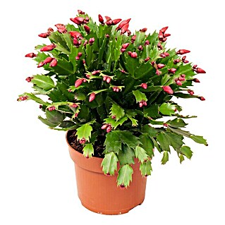 Piardino Weihnachtskaktus (Schlumbergera bridgesii, Topfgröße: 12 cm, Rot)