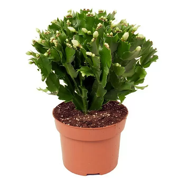 Piardino WeihnachtskaktusSchlumbergera bridgesii, Topfgröße: 12 cm, Weiß