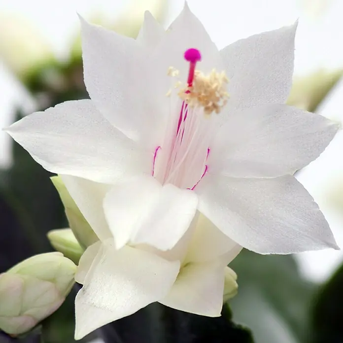 Piardino WeihnachtskaktusSchlumbergera bridgesii, Topfgröße: 12 cm, Weiß - Nahaufnahme einer weißen Weihnachtskaktusblüte mit rosa Akzenten, die ihre zarte Schönheit und filigranen Details hervorhebt.