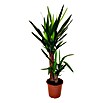 Piardino Palmlilie (Yucca elephantipes, Topfgröße: 17 cm)