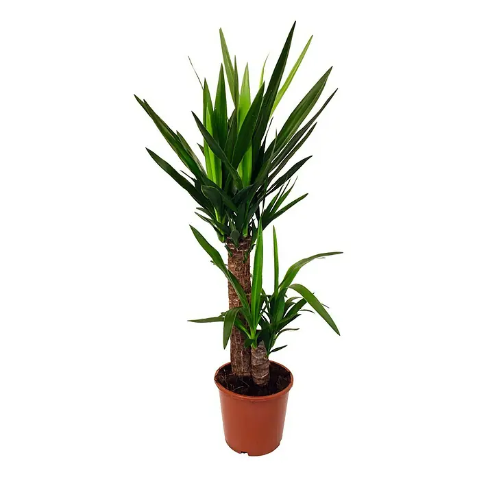 Piardino Goldfruchtpalme (Dypsis lutescens, Topfgre: 21 cm, Blattfarbe:  Grn) | BAUHAUS