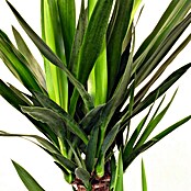 Piardino Palmlilie (Yucca elephantipes, Topfgröße: 17 cm)