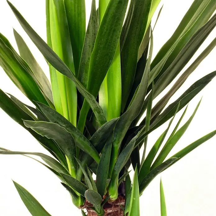 Piardino PalmlilieYucca elephantipes, Topfgröße: 17 cm Detail Shot