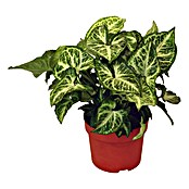 Singonio (Syngonium podophyllum, Tamaño de maceta: 12 cm)