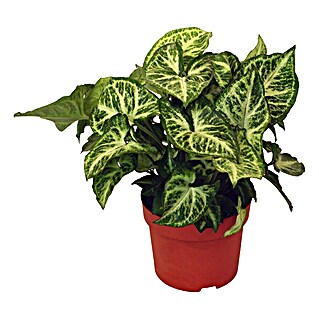 Piardino Singonio (Syngonium podophyllum, Tamaño de maceta: 12 cm)
