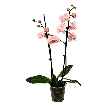 Piardino  Orquídea mariposa