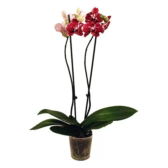 Piardino SchmetterlingsorchideePhalaenopsis Hybride Phantom, Topfgröße: 12 cm, Rot/Weiß, Anzahl Triebe: 2 Stk., Aufrecht