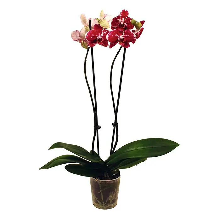Piardino Orquídea mariposa - Phalaenopsis Hybride Phantom, Tamaño de maceta: 12 cm, Rojo/Blanco, Número de brotes: 2 ud., En posición vertical - Un primer plano de una orquídea roja en una maceta transparente, destacando la belleza y elegancia de las flores.