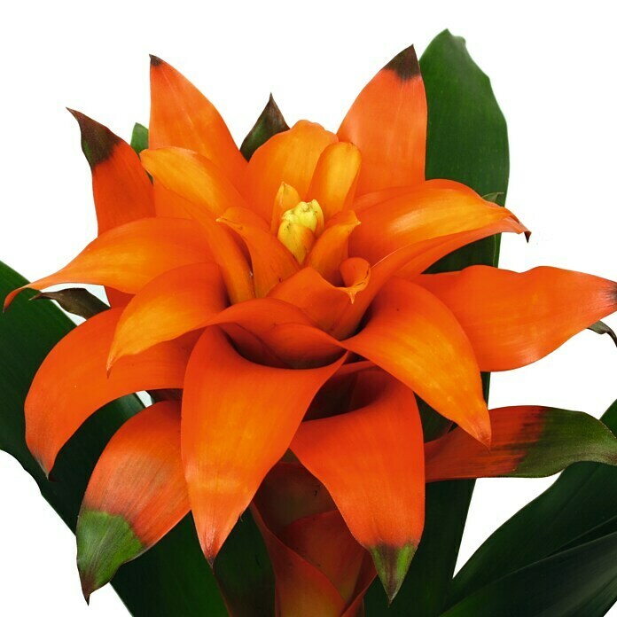 Bromelie (Guzmania Hybriden, Topfgröße: 12 cm, Orange)