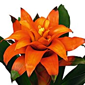 Bromelie (Guzmania Hybriden, Topfgröße: 12 cm, Orange)