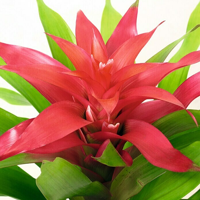 Guzmania Hybride 12 Deseo lila