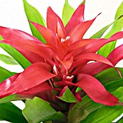 Guzmania Hybride 12 Deseo lila