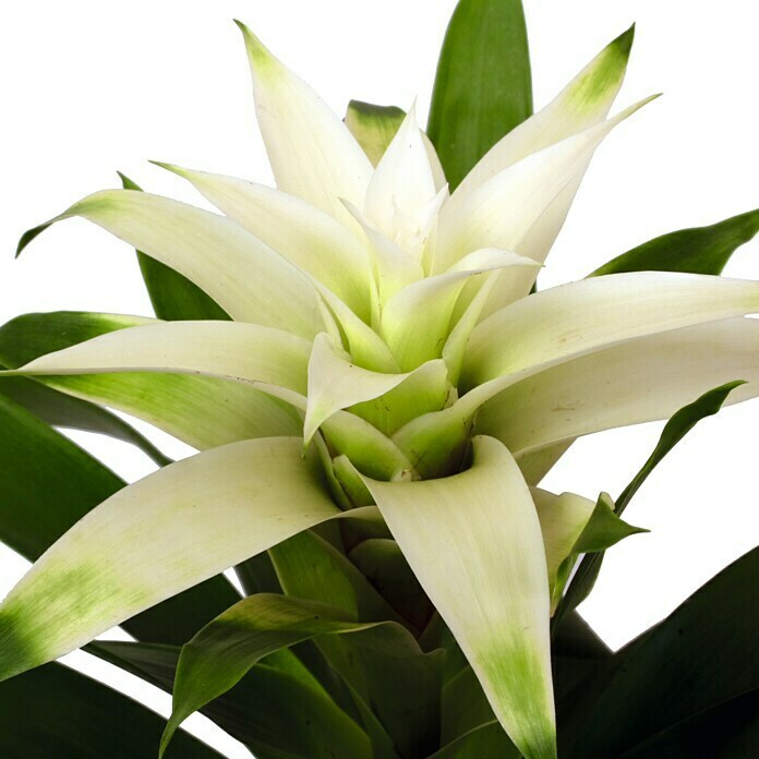 Guzmania Hybride 12 weiss