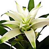 Guzmania Hybride 12 weiss