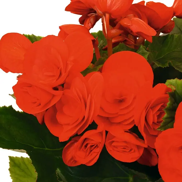 Piardino Begonie - Begonia elatior, Topfgröße: 14 cm, Rot - Nahaufnahme von leuchtend roten Begonienblüten mit grünen Blättern, ideal zur Dekoration von Innenräumen und Gärten.