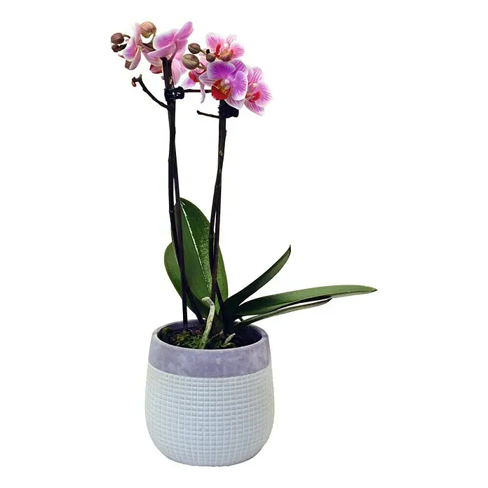 Piardino Orquídea mariposa - Phalaenopsis Hybride, Tamaño de maceta: 12 cm, Dependiendo de la variedad, Número de brotes: 2 ud., En posición vertical, Color maceta: Blanco - Primer plano de una orquídea en maceta con flores rosas y hojas verdes en una maceta blanca y gris texturizada.