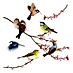 Komar Fenstersticker Birds 