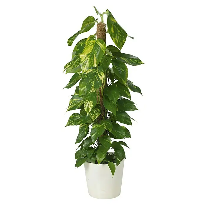 Soendgen Keramik Übertopf rund Dallas Esprit - Außenmaß (Ø x H): 14 x 13 cm, Weiß, Keramik, Matt - Epipremnum aureum in einem weißen Topf mit einem Kletterstab, ideal zur Dekoration von Innenräumen und zur Verbesserung der Luftqualität.