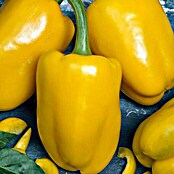 Piardino Paprika (Capsicum annuum, Topfgröße: 9 cm, Farbe Frucht: Gelb)