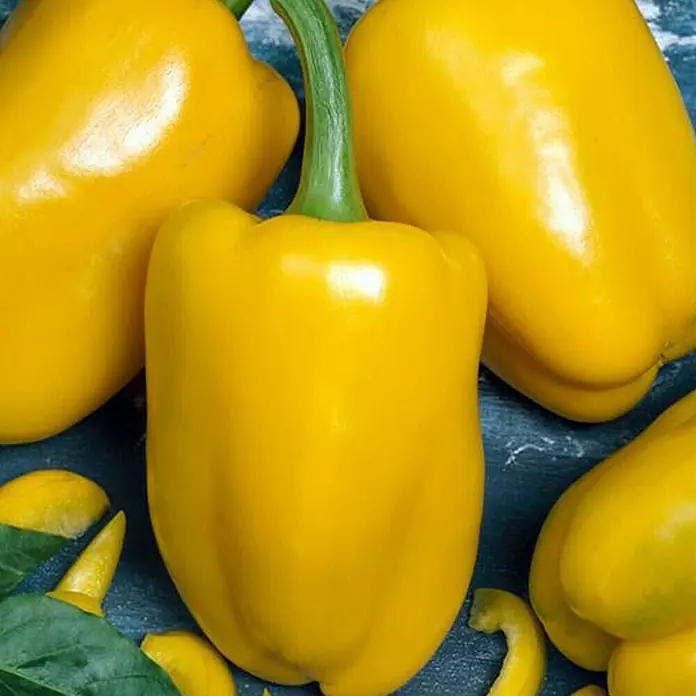 Piardino Paprika - Capsicum annuum, 9 cm, Erntezeit: August, Farbe Frucht: Gelb - Nahaufnahme von leuchtend gelben Paprika mit glänzender Haut und grünen Stielen auf dunklem Hintergrund.