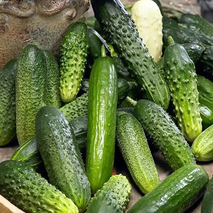 Piardino Schlangengurke Mini - Cucumis sativus, 12 cm, Erntezeit: August