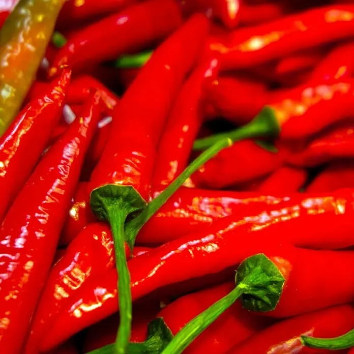 Piardino Peperoni - Capsicum peperomia, 14 cm, Erntezeit: Juli - Nahaufnahme von roten Chilischoten mit grünen Stielen, die die frische und lebendige Farbe der Schoten hervorheben.
