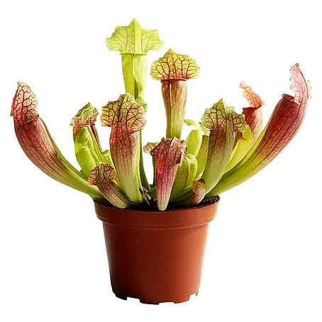 Piardino  Sarracenia