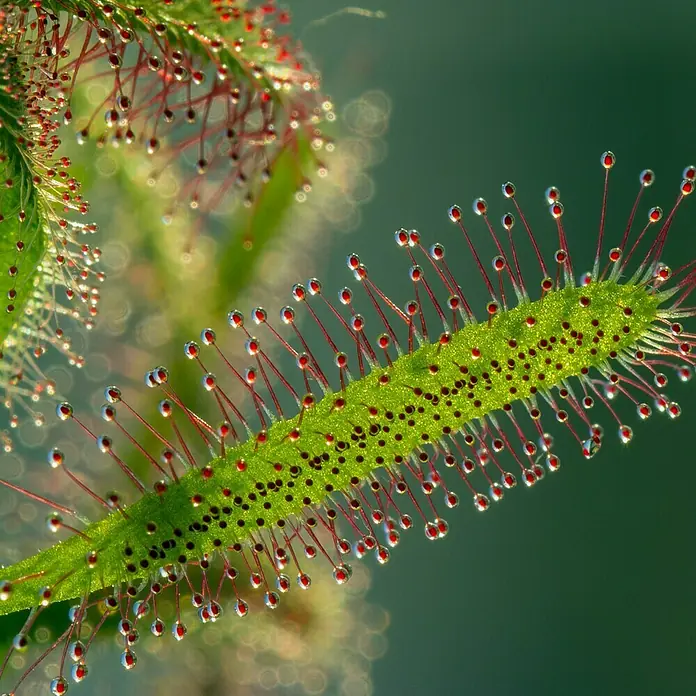 Piardino SonnentauDrosera binata, Topfgröße: 9 cm - Nahaufnahme einer Sonnentaupflanze mit roten Fangarmen und glitzernden Tautropfen, die Insekten anlocken.