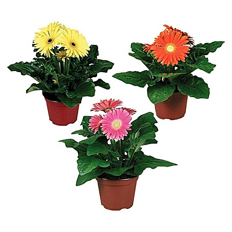 Piardino Gerbera (Gerbera garvinea, Topfgröße: 19 cm)
