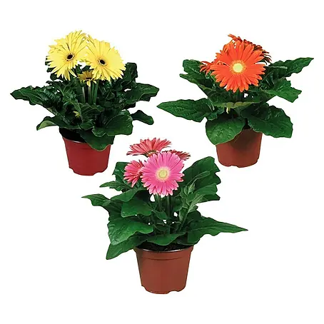 Piardino  Gerbera