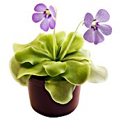 Piardino Grasilla (Pinguicula agnata, Tamaño de maceta: 9 cm)