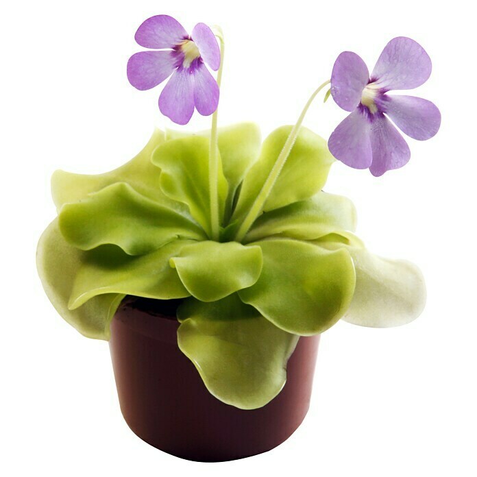 Piardino Gewöhnliches FettkrautPinguicula agnata, Topfgröße: 9 cm Front View