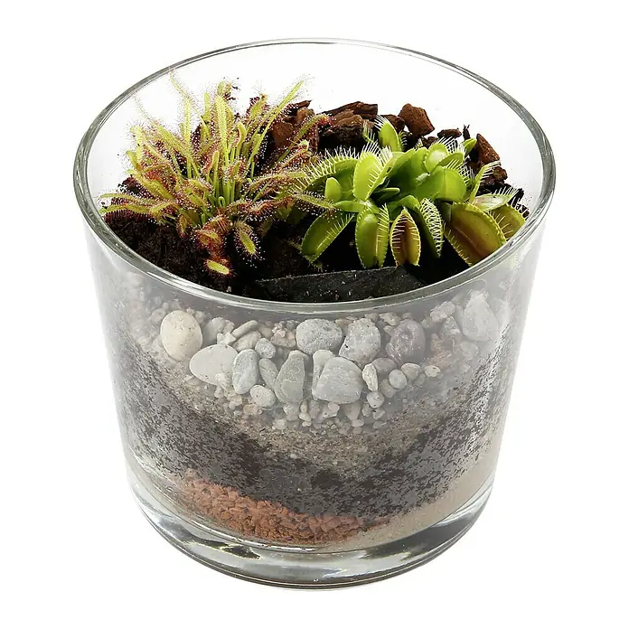 Piardino Zimmerpflanzen-Arrangement Karnivoren - Topfgröße: 15 cm - Ein Glasgefäß mit fleischfressenden Pflanzen, die in verschiedenen Schichten Erde und Steinen gepflanzt sind.