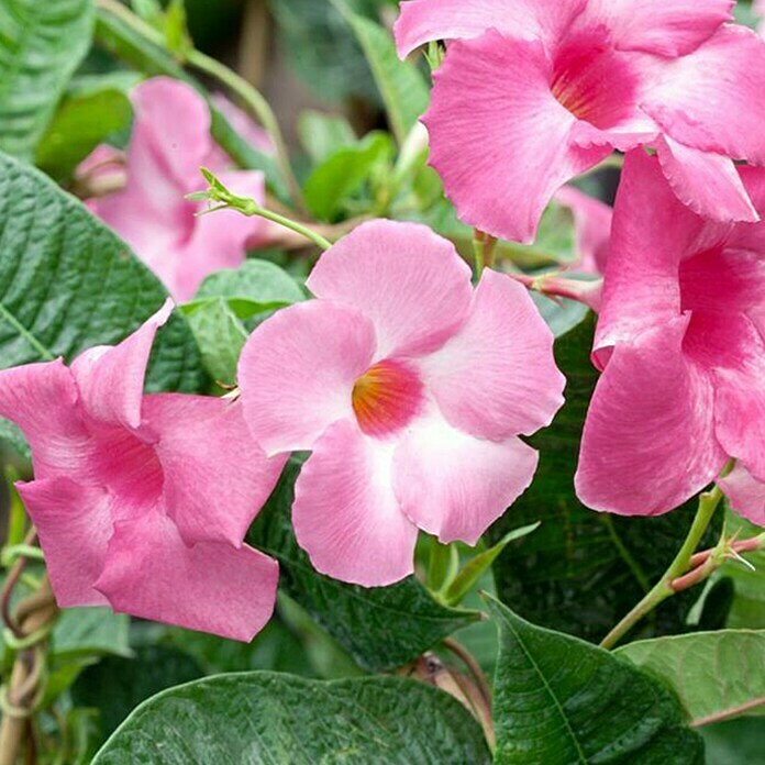 Piardino Trichterblüte (Topfgröße: 10 cm, Blütenfarbe: Rosa)