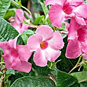 Piardino Trichterblüte (Topfgröße: 10 cm, Blütenfarbe: Rosa)