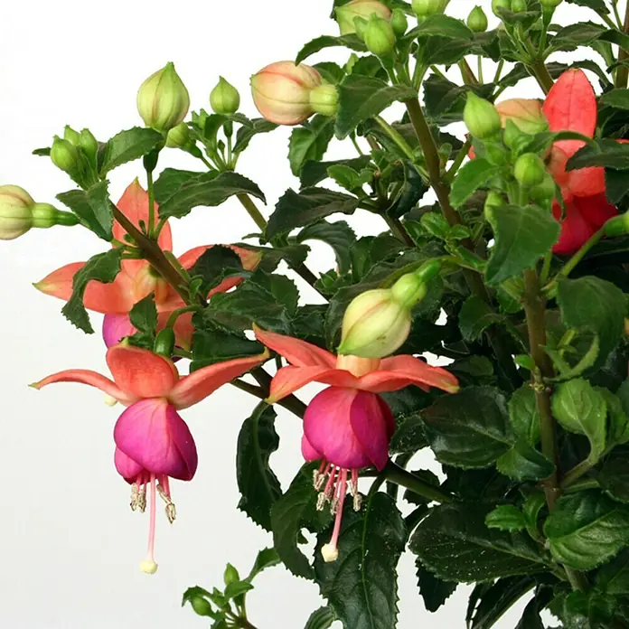 Piardino Fuchsie - Fuchsia Hybride, Topfgröße: 19 cm, Sortenabhängig - Fuchsienpflanze mit leuchtend rosa-magenta Blüten und frischen grünen Knospen inmitten dunkelgrüner Blätter.
