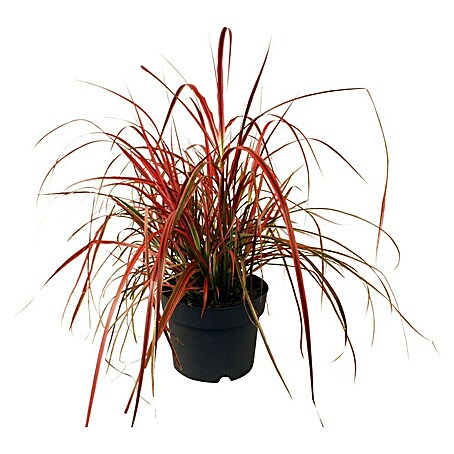 Piardino Ziergras (Topfgröße: 19 cm, 6 Sondersorten)