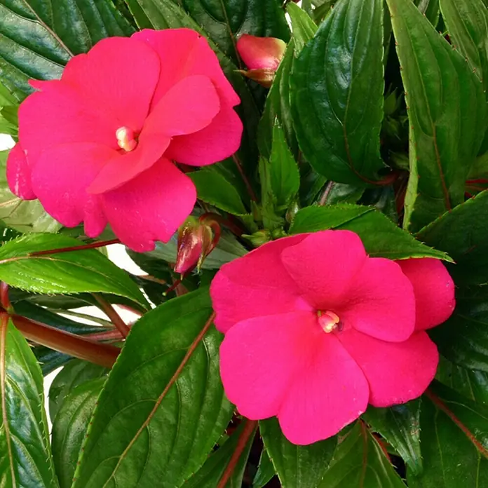 Piardino Alegría guineana - Impatiens neuguinea, Tamaño de maceta: 13 cm, En función de la variedad - Un primer plano muestra dos flores de alegría fucsia brillante entre exuberantes hojas verdes. Los pétalos son suaves y los detalles bien definidos.