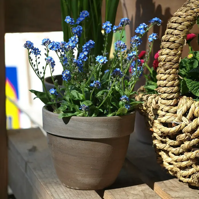 blumenkästen online Premium Fiberglas Blumenkästen online kaufen – modern, leicht & wetterfest main image 0