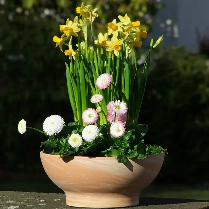 Pflanzschale rund Wave - Außenmaß (Ø x H): 26 x 11 cm, Naturmaterialien, Terracotta - Eine Nahaufnahme eines Pflanzgefäßes mit einer Vielzahl von bunten Blumen, darunter Narzissen und Gänseblümchen, die in voller Blüte stehen.