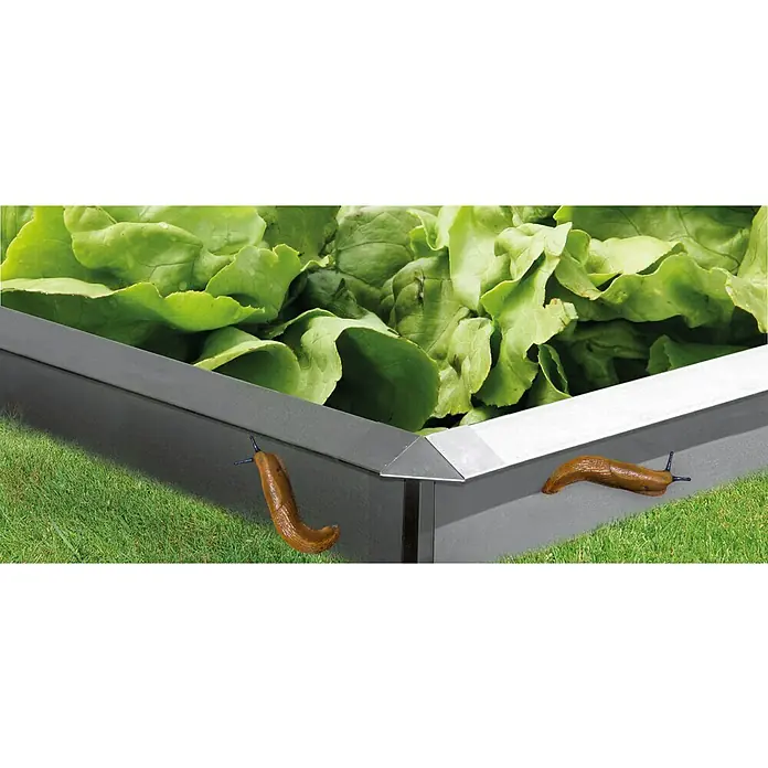 Bellissa Schneckenblech - Stahl, Verzinkt, 100 x 20 cm - Hochbeet mit Salat und zwei Nacktschnecken. Das Beet ist aus Metall und steht auf Rasen.
